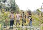 Polsek-Wolowaru-Polres-Ende-Polda-NTT-Panen-Raya-Jagung-di-Lahan-Binaan-Desa-Wiwipemo