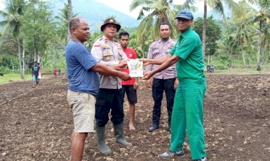 Gelorakan-Ketahanan-Pangan,-Polsek-Wolowaru-dan-Petani-Mbulilo'o-Tanam-Jagung-Serentak