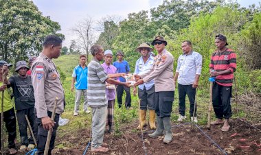 Sinergi-Polri-dan-Petani,-Polsek-Wolowaru-Bergerak-Menuju-Lumbung-Jagung-Nasional