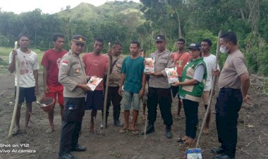 Polres-Ende-Pacu-Ketahanan-Pangan:-Tanam-Jagung-di-Maukaro-Total-Lahan-Tanam-Capai-65,5-Hektar