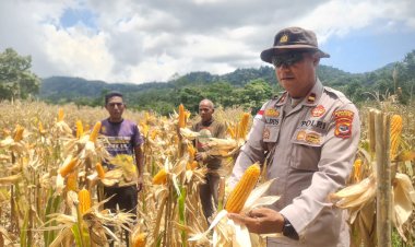 Polsek-Wolowaru-dan-Petani-Cetak-Produktivitas-Jagung-Fantastis,-Tembus-11,2-Ton/Ha