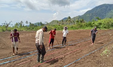 Dukung-Ketahanan-Pangan,-Polsek-Wolowaru-Bersama-Petani-Desa-Wiwipemo-Tanam-Jagung-Serentak