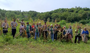 Sinergi-Polri-dan-Petani,-Desa-Embundoa-Panen-Raya-7,2-Ton-Jagung-Program-Bapak-Kapolda-NTT