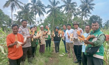 Sinergi-Polri-dan-Petani,-Panen-Perdana-10,4-Ton-Jagung-di-Rindiwawo-Buktikan-Keberhasilan-Program-Kapolda-NTT