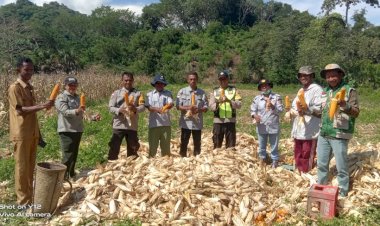 Sinergi-Polri-dan-Petani,-Polsek-Maukaro-Panen-Raya-Jagung-di-Desa-Mundinggasa