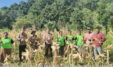 Kolaborasi-Polri-dan-Petani,-Panen-Jagung-di-Desa-Ndondo-Perkuat-Ketahanan-Pangan-Nasional