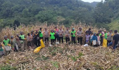 Sinergi-Polri-dan-Petani:-Lahan-Binaan-Polsek-Nangapanda-Panen-Raya-11-Ton-Jagung-per-Hektar