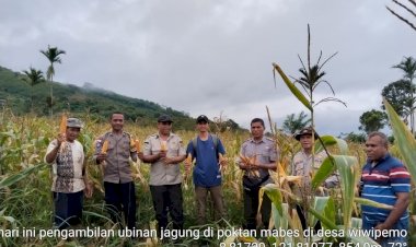 Panen-Raya-Jagung-Binaan-Polsek-Wolowaru-Sukses,-Produktivitas-Capai-9-Ton-Per-Hektar