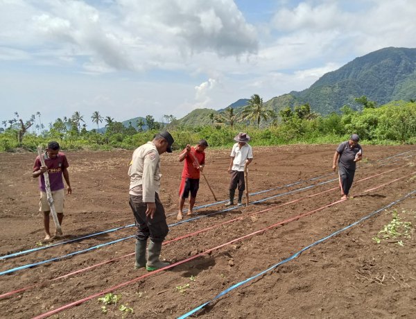 Dukung Ketahanan Pangan, Polsek Wolowaru Bersama Petani Desa Wiwipemo Tanam Jagung Serentak