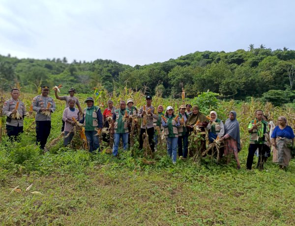 Sinergi Polri dan Petani, Desa Embundoa Panen Raya 7,2 Ton Jagung Program Bapak Kapolda NTT