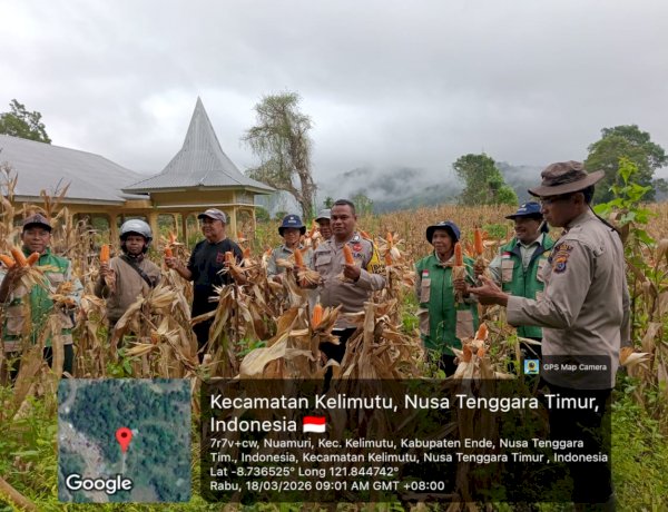 Wujudkan NTT Lumbung Jagung Nasional, Polsek Wolowaru Kawal Panen Raya 110 Ton Jagung di Lereng Kelimutu
