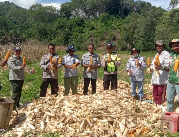 Sinergi Polri dan Petani, Polsek Maukaro Panen Raya Jagung di Desa Mundinggasa
