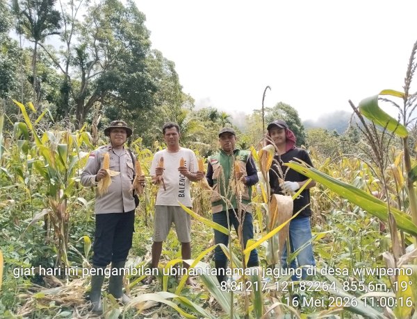 Polsek Wolowaru Polres Ende Polda NTT Panen Raya Jagung di Lahan Binaan Desa Wiwipemo