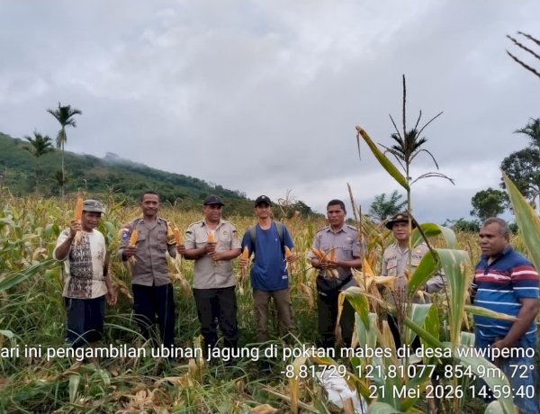 Panen Raya Jagung Binaan Polsek Wolowaru Sukses, Produktivitas Capai 9 Ton Per Hektar