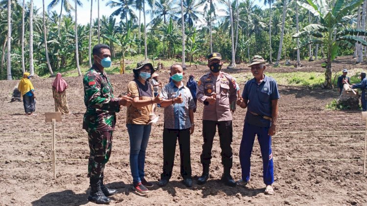 Kapolsek Nangapada Hadiri Giat Tanam Perdana Kebun Sorgum Di Desa Ndeturea