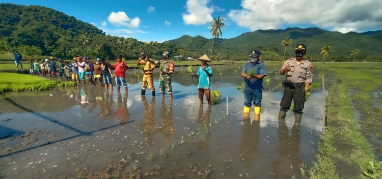 Kapolsek Maurole Hadiri Tanam Perdana Padi Sawah Di Desa Maurole