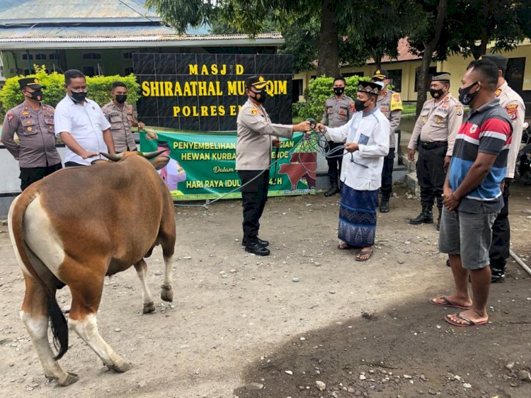 Berbagi Kepada Sesama, Polres Ende Berkurban 6 Ekor Sapi Di Hari Raya Idul Adha