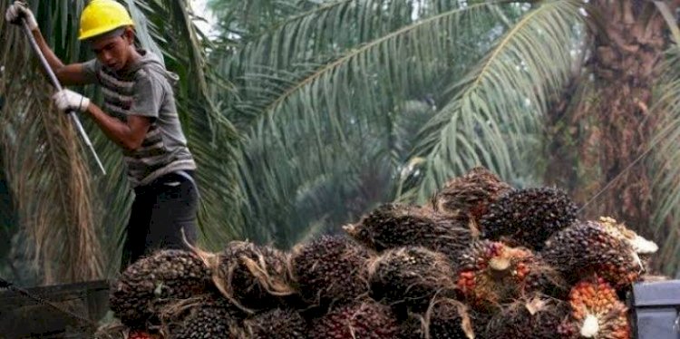 Petani Kelapa Sawit Indonesia Terima Kasih ke Presiden Jokowi Karena Cabut Larangan Ekspor