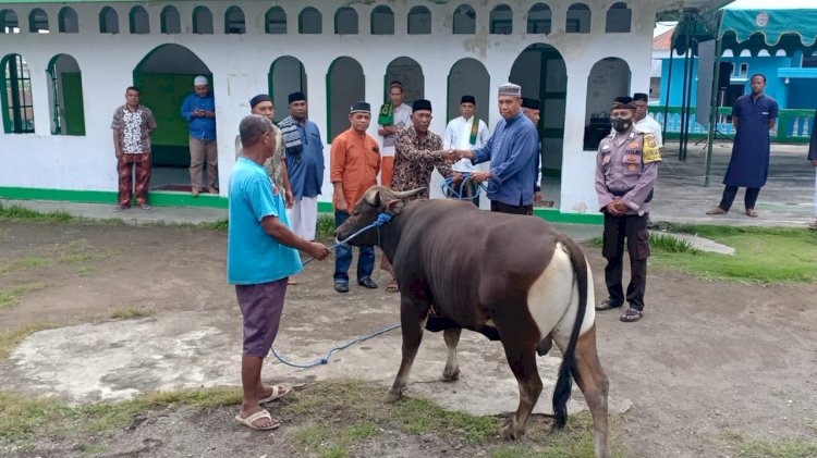 Hari Raya Idul Adha 10 Dzulhijah 1443 H, Polres Ende Serahkan 1 Ekor Hewan Kurban ke PHBI Masjid Al - Ikhlas Onewitu