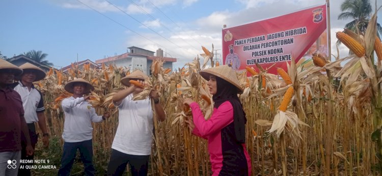 Kapolres Ende Panen Jagung Hibrida di Lahan Kebun Contoh Polsek Ndona