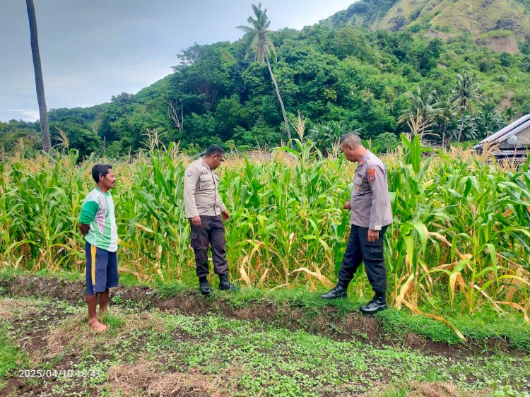 Kabag SDM Polres Ende Melakukan Peninjauan Dan Pengecekan Lahan Jagung Di Kelurahan Rewarangga Selatan