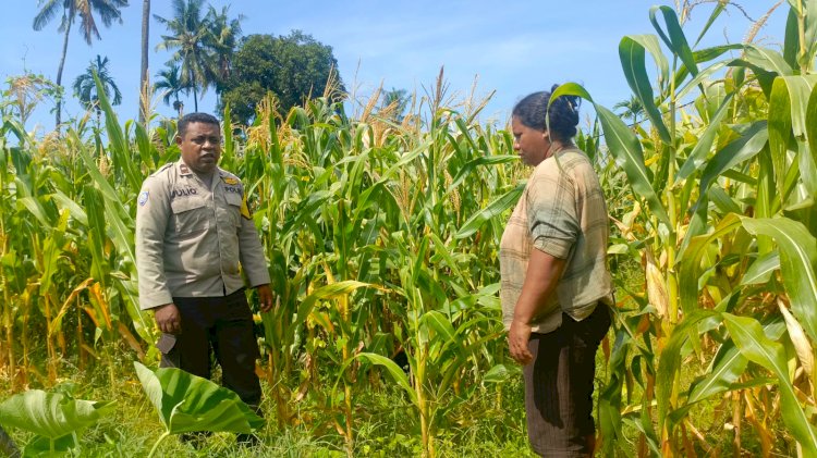 Aipda Yulius Nazarius Meninjau Lahan Jagung Binaan, Pastikan Kualitas Tanaman Bagus Untuk Dipanen