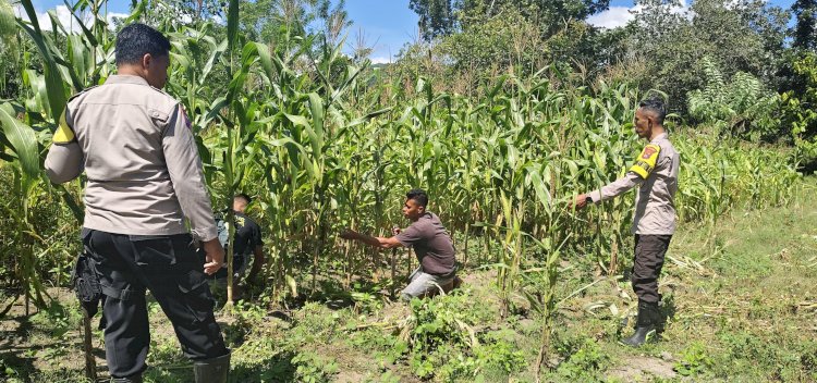 Polsek Wewaria Lakukan Pengecekan Dan Pengawasan, Pastikan Lahan Jagung Binaan Dalam Keadaan Baik