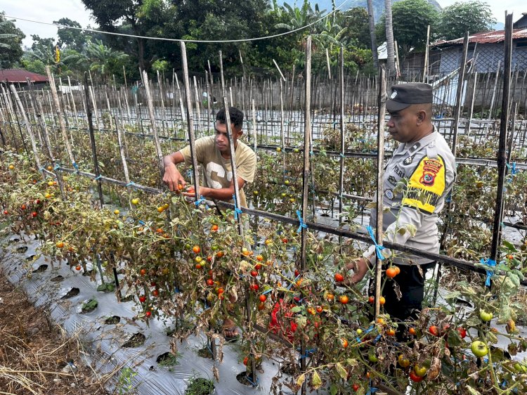 Polsek Ndona Laksanakan Panen Tomat Di Lahan Pekarangan Pangan Bergizi, Hasil Dari Program Ketahanan Pangan Berhasil