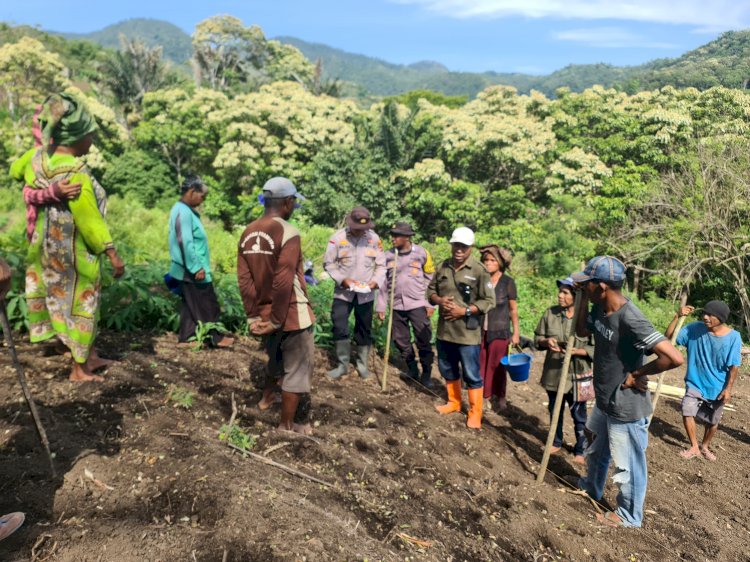 Kolaborasi Polsek Wolowaru dan Petani: Ritual Adat Hingga Bibit Bima 20 Uri, Ende Pacu Gerakan NTT Lumbung Jagung
