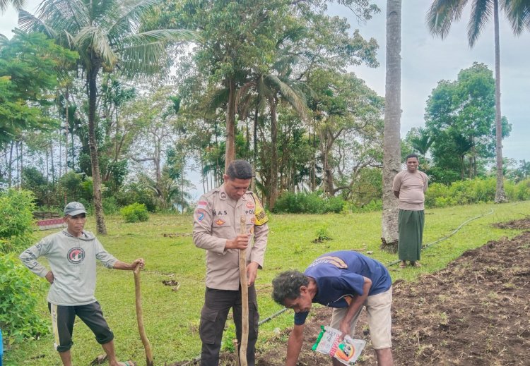 Sinergi Polri dan Petani: Sukseskan Program Kapolda NTT, 2,5 Hektar Lahan Baru di Rindiwawo Ditanami Jagung