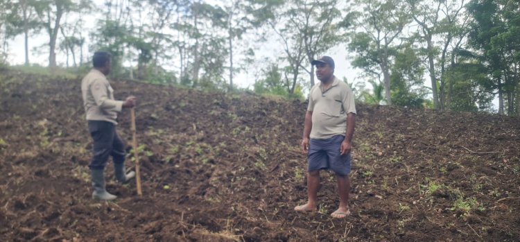 Polisi Penggerak Ketahanan Pangan, Bhabinkamtibmas Tenda Dampingi Persiapan Lahan Jagung 2 Hektar di Wiwipemo