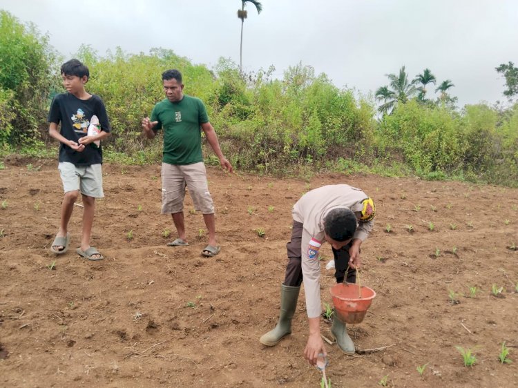 Sinergi Polri dan Petani di Lahan Jagung: Kelompok Tani Lowonggo Sukses Lakukan Pemupukan Perdana di Lahan Baru 2,5 Ha