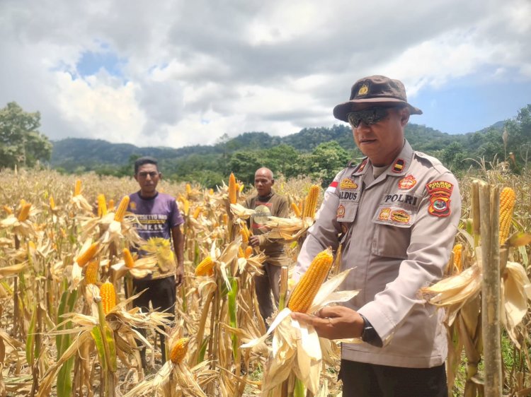 Polsek Wolowaru dan Petani Cetak Produktivitas Jagung Fantastis, Tembus 11,2 Ton/Ha