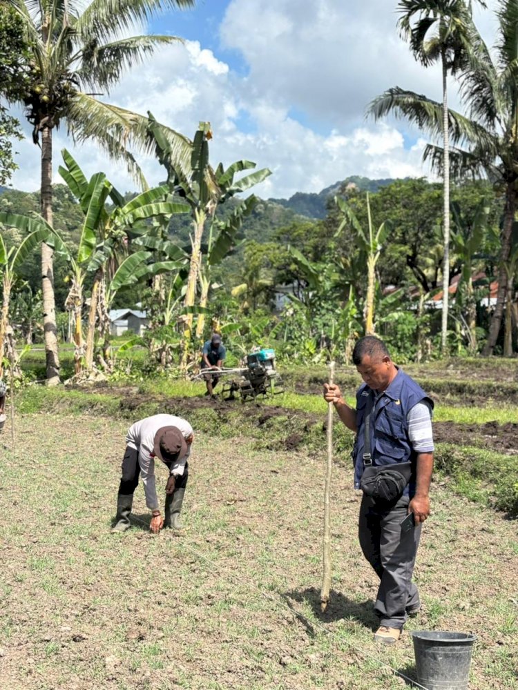 Gerakan Tanam Jagung Polri: Polres Ende Perkuat Status NTT Sebagai Lumbung Pangan Nasional