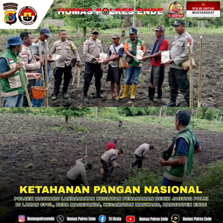 Sinergi Polsek Maukaro dan Petani: 5 Hektar Lahan Disulap Jadi Calon Lumbung Jagung Nasional