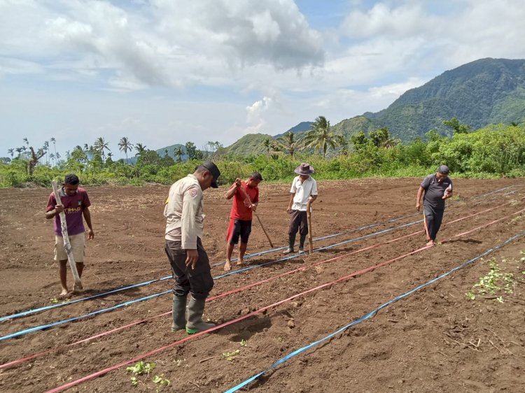 Dukung Ketahanan Pangan, Polsek Wolowaru Bersama Petani Desa Wiwipemo Tanam Jagung Serentak