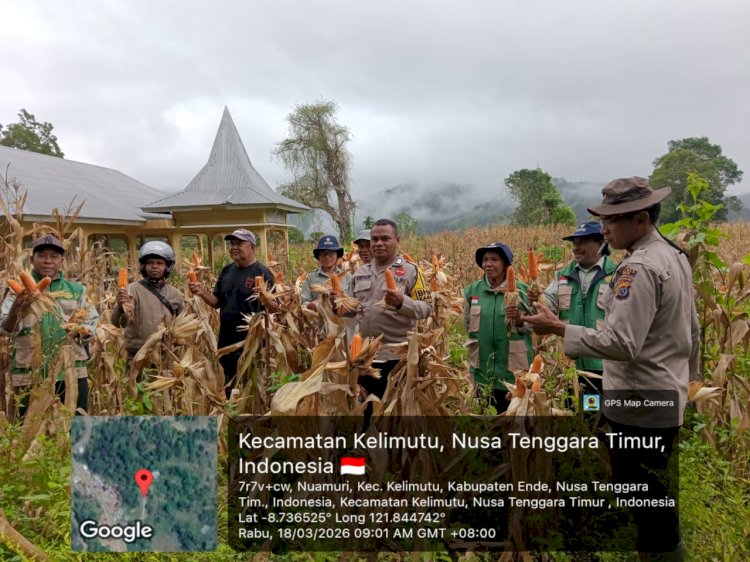 Wujudkan NTT Lumbung Jagung Nasional, Polsek Wolowaru Kawal Panen Raya 110 Ton Jagung di Lereng Kelimutu