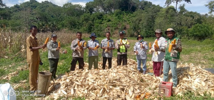 Sinergi Polri dan Petani, Polsek Maukaro Panen Raya Jagung di Desa Mundinggasa