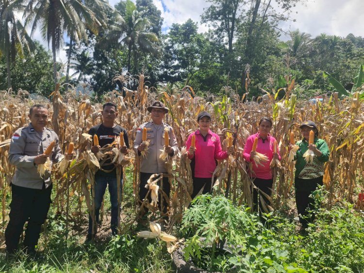 Polsek Wolowaru Panen Raya Jagung, Lahan Tidur Disulap Jadi Lumbung Jagung Hasilkan 10,72 Ton Per Hektar