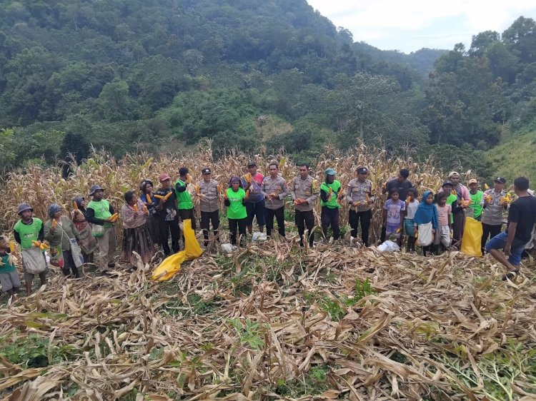 Sinergi Polri dan Petani: Lahan Binaan Polsek Nangapanda Panen Raya 11 Ton Jagung per Hektar