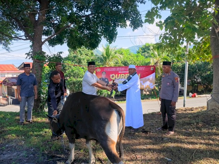 Wujudkan Kepedulian Sosial, Kapolres Ende Serahkan Hewan Kurban di Idul Adha 2026